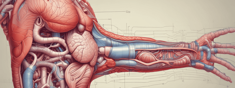 Human Digestive System Anatomy