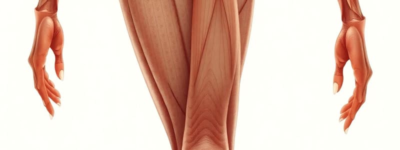 Lower Limb Muscles Quiz