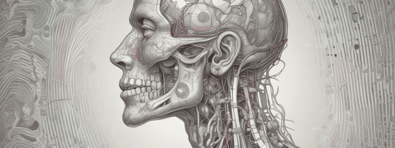 Anatomy of the Tongue