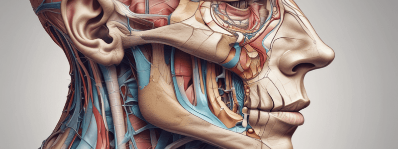 Human Anatomy: Nasal Region