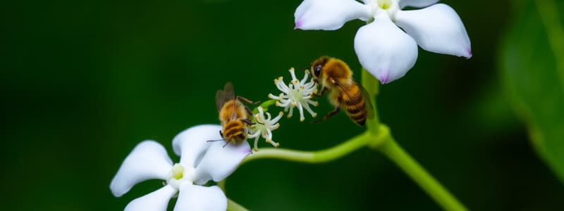 Sexual Reproduction in Flowering Plants