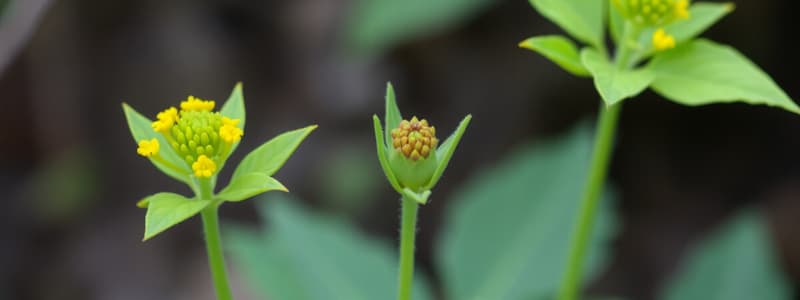 Introduction to Plant Systematics