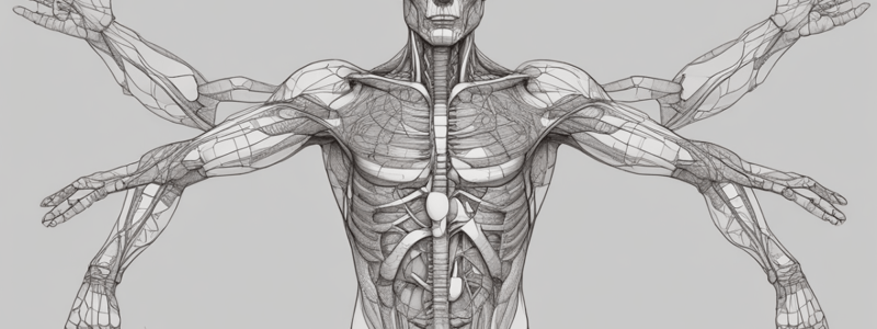 Repaso de Macroanatomía 2: El Mesenterio Propio