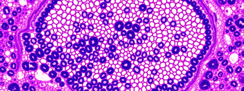 Epithelium Classification and Functions