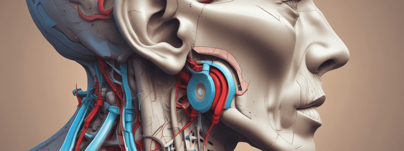 Ear Canal Anatomy