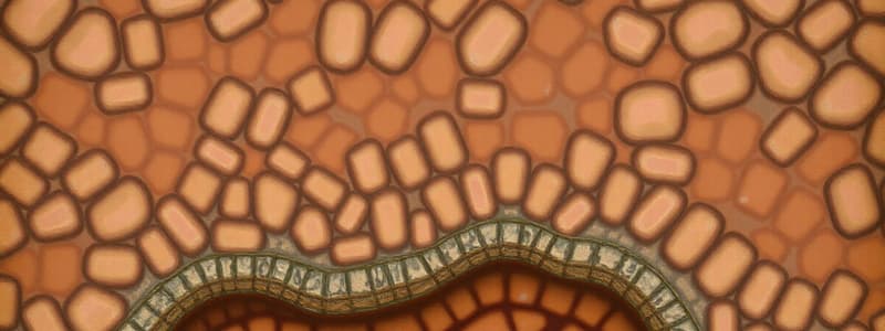 Epithelial Tissue and Glands Quiz