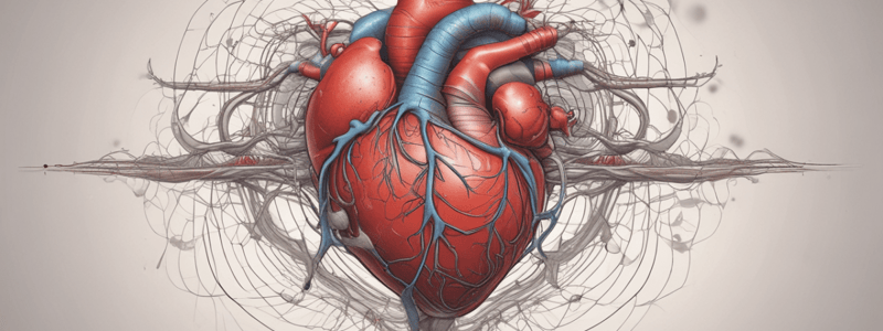 Human Heart Function and Blood Circulation