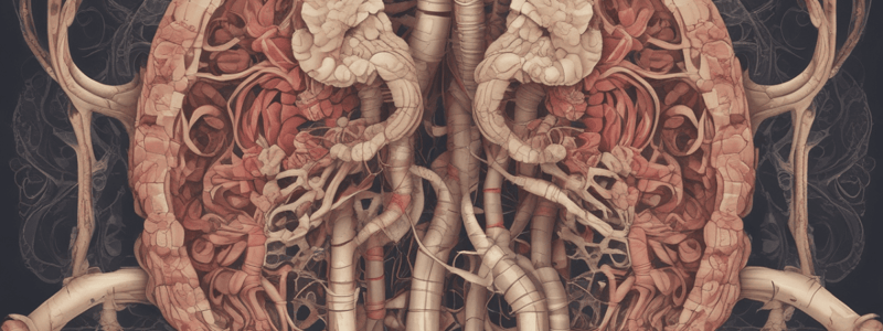 Respiratory Anatomy 1.5