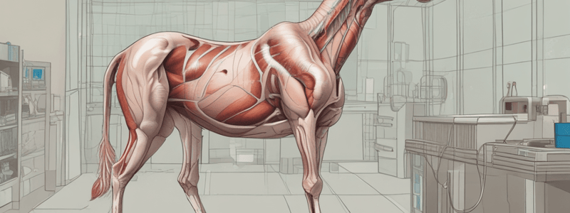 Vet School Anatomy Study Tips: Directional Terminology