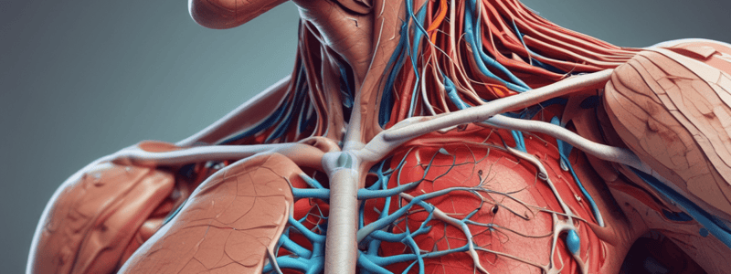 Head and Neck Vascular Supply and Lymphatic Drainage Quiz