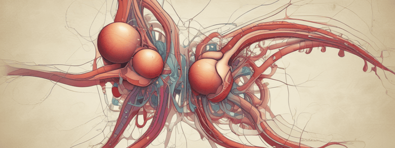 Urinary System Functions