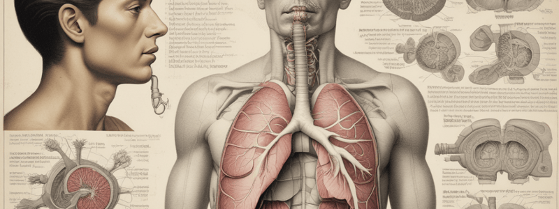 Respiratory System Anatomy - Bronchi and Bronchioles