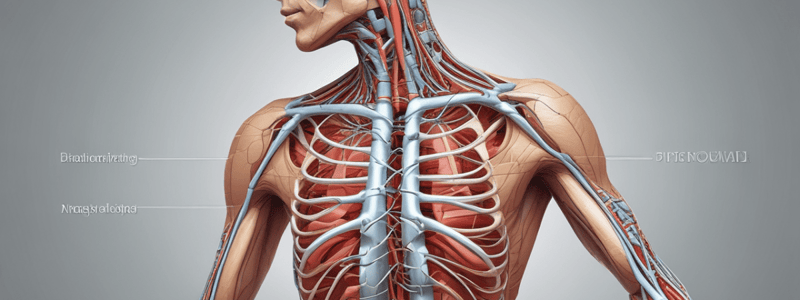 Gross Anatomy II: Week 3 Lecture Notes