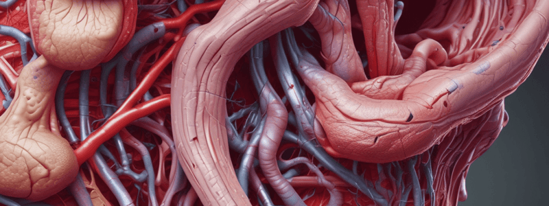 Anatomy of Parotid Gland Blood Vessels Quiz