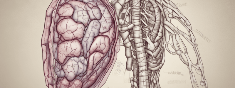 Anatomy of the Pancreas