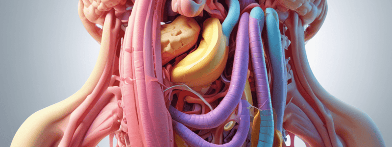 Digestive System Anatomy and Function Quiz