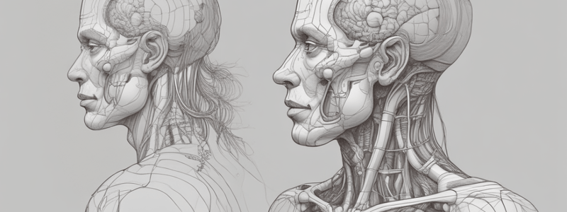 Anatomy of the Anterior Triangle of the Neck