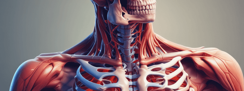 Human Locomotory System: Bones, Muscles, and Joints