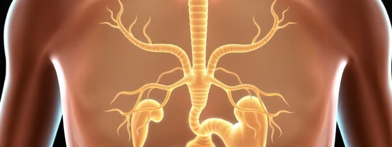 Peripheral Endocrine Glands and Metabolism