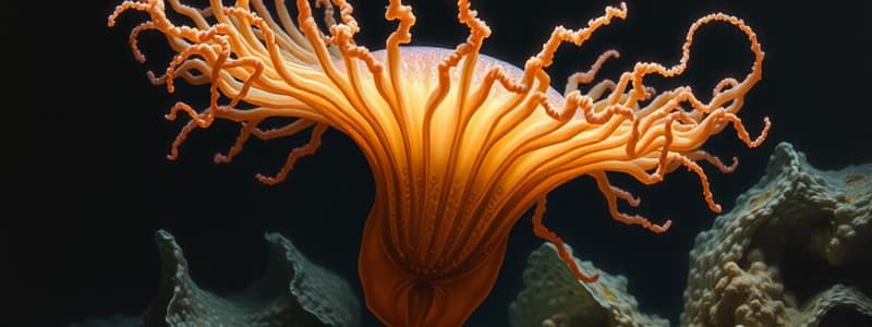 General Characteristics of CNIDARIA