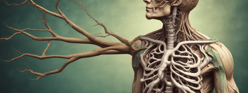 Respiratory System: Trachea and Bronchial Tree