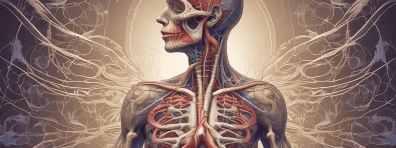 Human Respiratory System