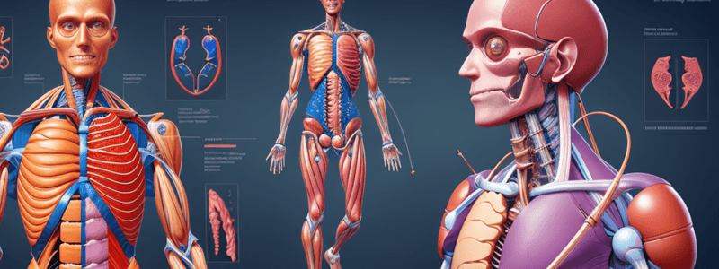 Abdominal Vasculature Quiz