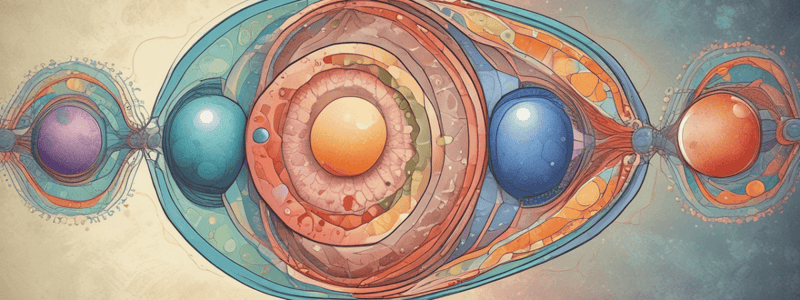 Meiosis Stages and Events