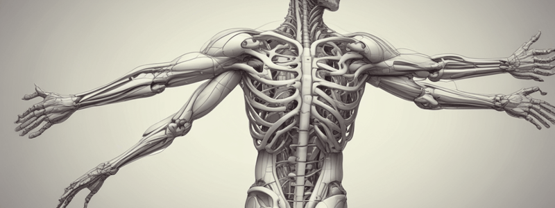 Upper Limb Anatomy