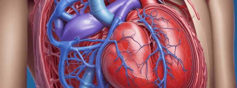 Fetal Circulation Overview