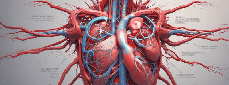 Cardiovascular System Overview