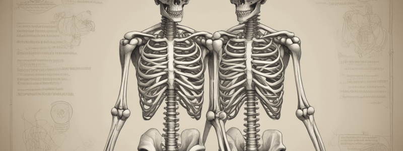 Biology Chapter 7: Skeletal System