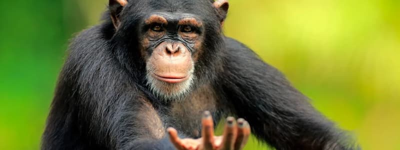 Language and Communication in Apes