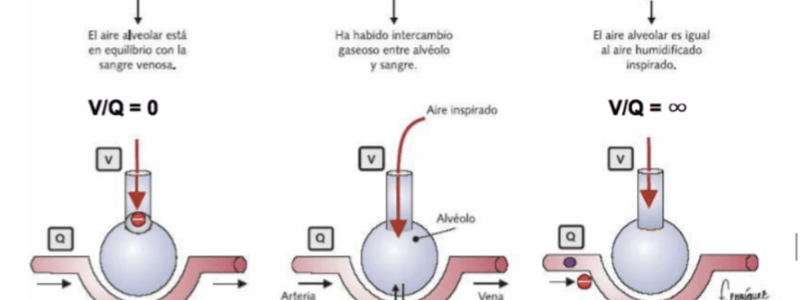 165. Quiz Ciclo sexual femenino I 325-339