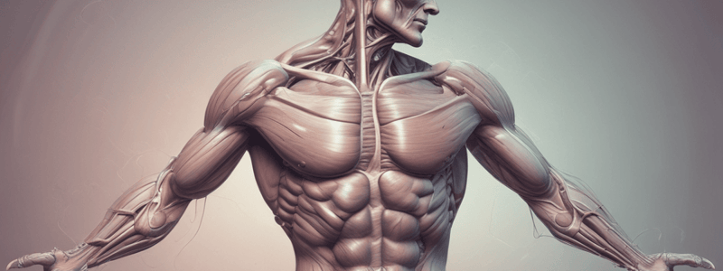 Types of Muscle Levers in the Human Body