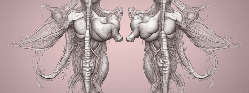 Human Male Reproductive System