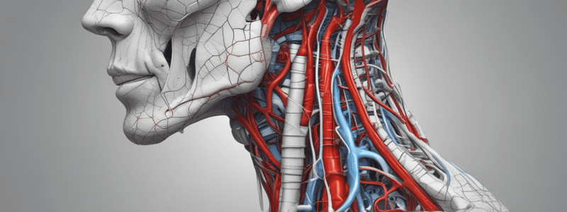 Human Anatomy Lecture 19: Arteries of the Head and Neck