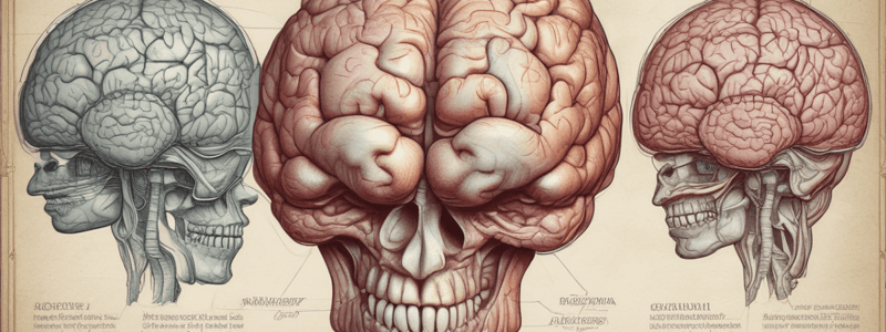 Anatomy of the Head and Neck: The Brain