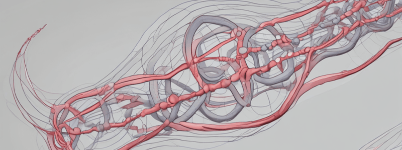 Skeletal Muscle Structure and Proteins