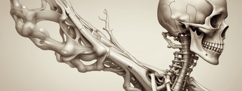 Anatomie de l'os Coxal et Acétabulum