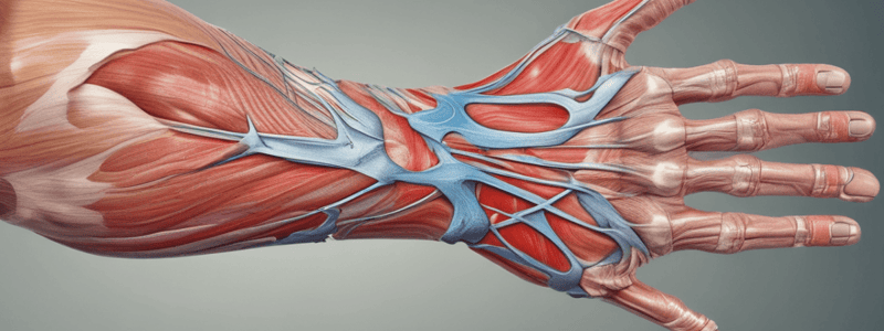 Muscle Anatomy: Thenar Muscles Overview