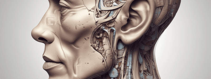 Anatomy Summary: The Ear 20