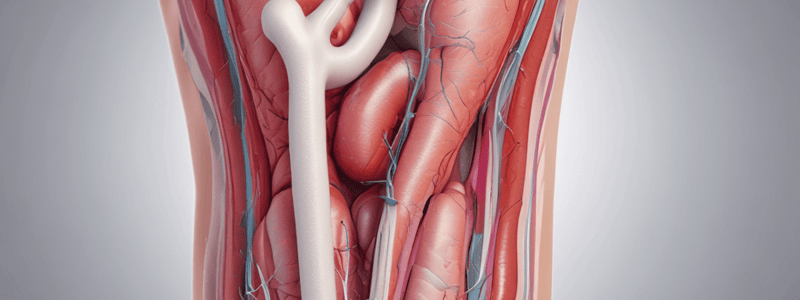 Diagnosis of Deep Vein Thrombosis (DVT) Modalities