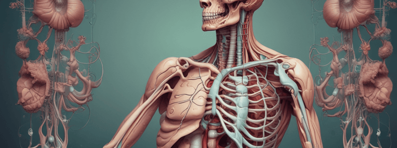 Anatomy of the Large Intestine