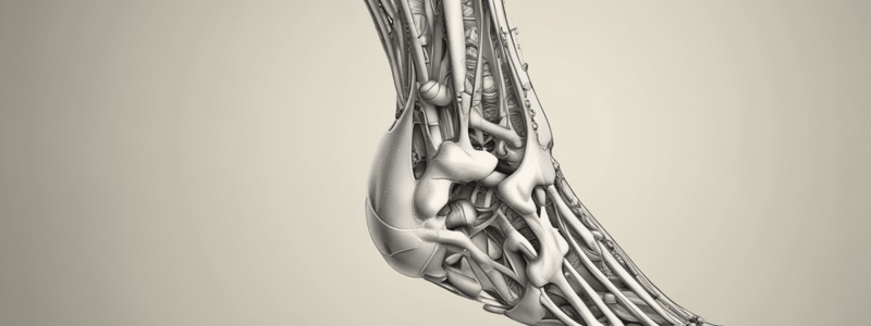 Anatomy of the Ankle Joint