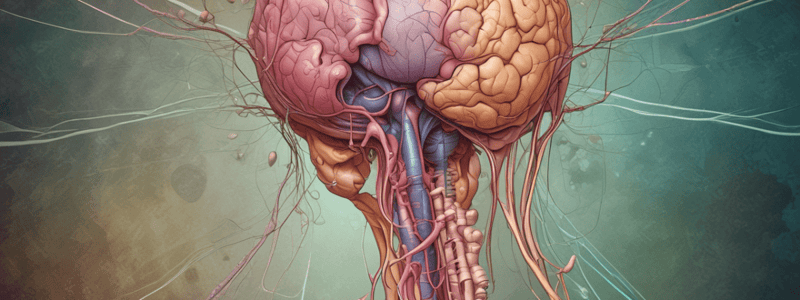 Pheochromocytoma: Adrenal Medulla Tumor