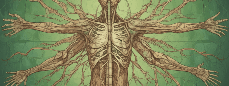 Lymphatic System and Its Functions