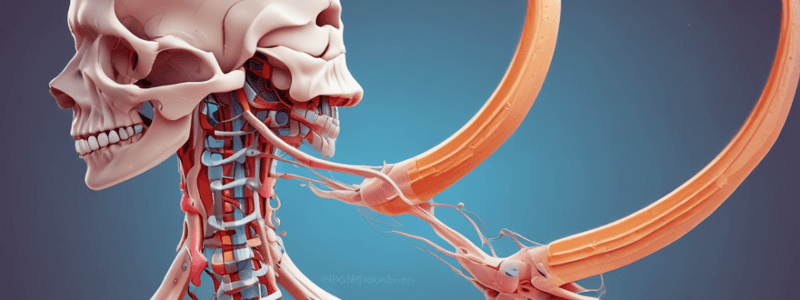 Degenerative Cervical Myelopathy Overview