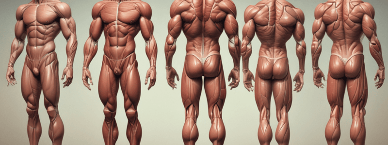 The Anatomy of the Muscular System