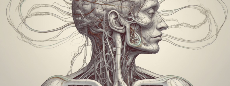 Anatomy of Brain Blood Supply